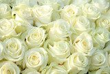 Miliony białych róż... Fototapety do Salonu Fototapeta