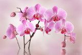 Tło z piękną orchideą w roli głównej Fototapety do Salonu Fototapeta