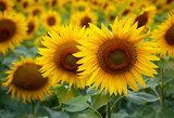 Bogactwo natury - potężne słoneczniki  Kwiaty Fototapeta