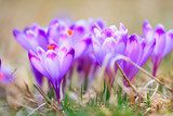Krokusy - fioletowy zwiastun wiosny Kwiaty Fototapeta
