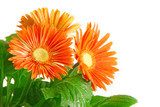 Pomarańczowe słoneczne gerbery Kwiaty Fototapeta