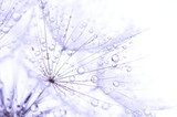 dandelion seeds with drops  Dmuchawce Fototapeta
