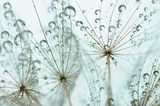 Dandelion seed with drops  Dmuchawce Fototapeta
