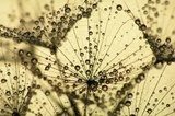 dandelion seed at sunset with water drops  Dmuchawce Fototapeta