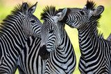 Zebras kissing and huddling  Zwierzęta Fototapeta