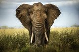 sfondo di elefante  Zwierzęta Fototapeta