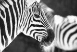 monochrome photo  - detail head zebra in ZOO  Zwierzęta Fototapeta