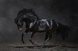 Galloping black horse on dark background  Zwierzęta Fototapeta