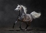 Gray arabian horse gallops on dark background  Zwierzęta Fototapeta