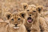 Junge LÃ¶wen (Panthera leo)  Zwierzęta Fototapeta