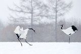 Two Red-crowned Cranes in courtship.  Zwierzęta Fototapeta