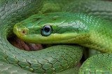 Emerald rat snake / Rhadinophis prasinum  Zwierzęta Fototapeta