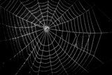 pretty scary frightening spider web for halloween  Zwierzęta Fototapeta