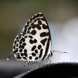 beautiful butterfly  Motyle Fototapeta