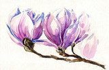 Fresh, pink, spring magnolia tree blossoms  Rysunki kwiatów Fototapeta