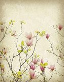 magnolia flower with Old antique vintage paper background  Rysunki kwiatów Fototapeta