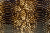 Snake skin pattern background  Tekstury Fototapeta