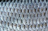 Real Roach Fish Scales Background  Tekstury Fototapeta
