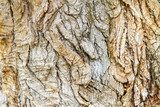 closeup image of an old tree bark texture  Tekstury Fototapeta