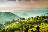 Tea plantations in India (tilt shift lens)  Orientalne Fototapeta