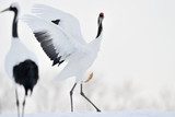 Red-crowned Crane playing with leave.  Orientalne Fototapeta