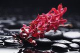 Czerwona orchidea, czarne kamienie Fototapety do Łazienki Fototapeta