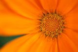 Słoneczna chryzantema Kwiaty Fototapeta