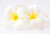 Delikatność białej flory - magia czystości Kwiaty Fototapeta