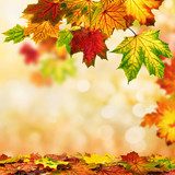 Piękna, kolorowa jesień Las Fototapeta