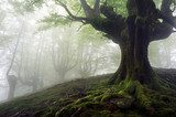 foggy forest with mysterious trees with twisted roots  Las Fototapeta