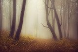 Mysterious foggy forest with a fairytale look  Las Fototapeta
