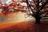 Beautiful forest during a foggy autumn day  Las Fototapeta