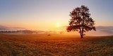 Alone tree on meadow at sunset with sun and mist - panorama  Krajobraz Fototapeta