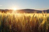 Sunset over wheat field  Krajobraz Fototapeta