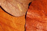 Leaves texture  Tekstury Fototapeta