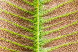 Dry leaf texture  Tekstury Fototapeta