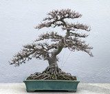 bonsai tree  Orientalne Fototapeta