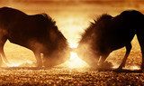 Blue wildebeest dual in dust  Zwierzęta Fototapeta