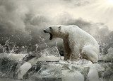 White Polar Bear Hunter on the Ice in water drops.  Zwierzęta Fototapeta
