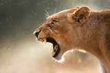 Lioness displaying dangerous teeth  Zwierzęta Fototapeta