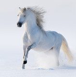 Galloping snow-white horse  Zwierzęta Fototapeta