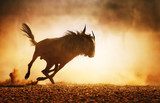 Blue wildebeest running in dust  Zwierzęta Fototapeta