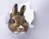 little rabbit looks through a hole in paper  Zwierzęta Fototapeta