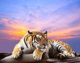 Tiger looking something on the rock with beautiful sky at sunset  Zwierzęta Fototapeta