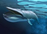 Whale under water swimming.  Zwierzęta Fototapeta