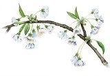 Ciliegio - Prunus avium  Rysunki kwiatów Fototapeta