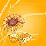 Illustration of sunflower  Rysunki kwiatów Fototapeta