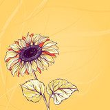 Illustration of sunflower  Rysunki kwiatów Fototapeta