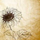 Słonecznik w sepii - ziarenko vintage Rysunki kwiatów Fototapeta