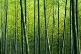 Bamboo Forest  Las Fototapeta